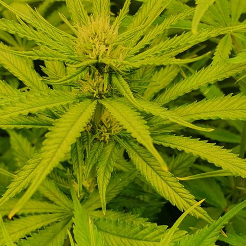 Highness  #2 growlog timeline photo