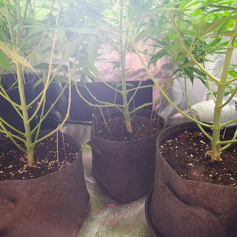 Highness  #2 growlog timeline photo