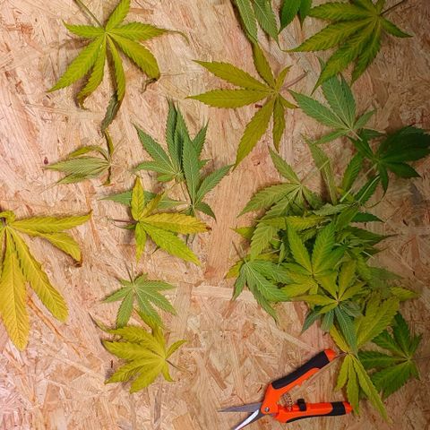 Highness  #2 growlog timeline photo