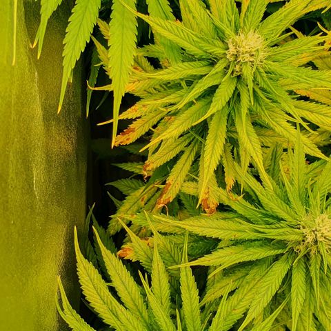 Highness  #2 growlog timeline photo