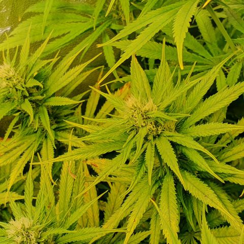 Highness  #2 growlog timeline photo