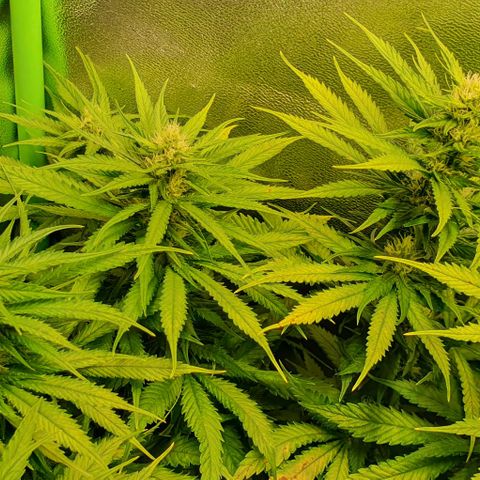 Highness  #2 growlog timeline photo