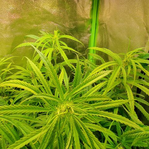 Highness  #2 growlog timeline photo