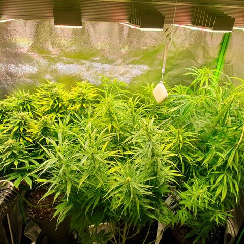 Highness  #2 growlog timeline photo