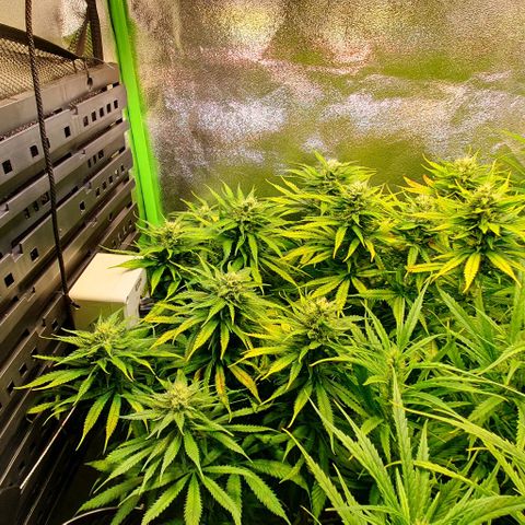 Highness  #2 growlog timeline photo
