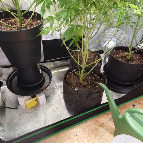 Highness  #2 growlog timeline photo