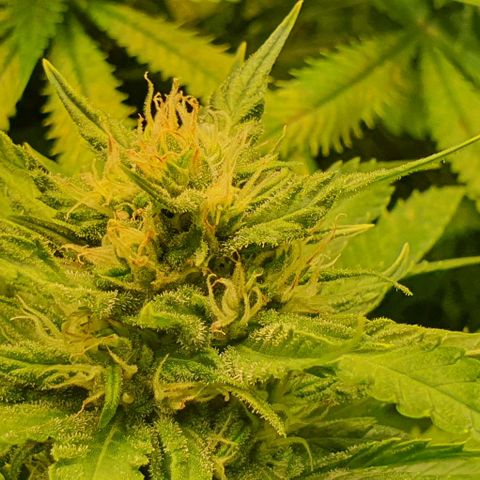 Highness  #2 growlog timeline photo