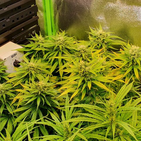 Highness  #2 growlog timeline photo