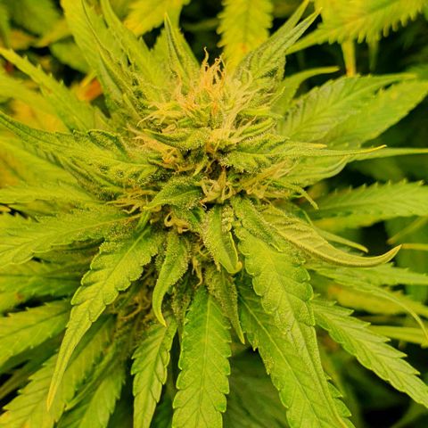 Highness  #2 growlog timeline photo