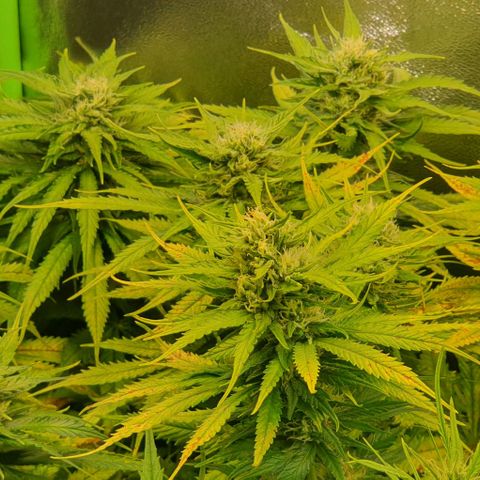 Highness  #2 growlog timeline photo