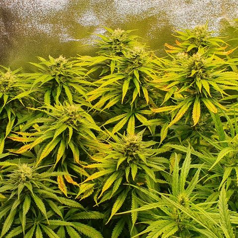 Highness  #2 growlog timeline photo