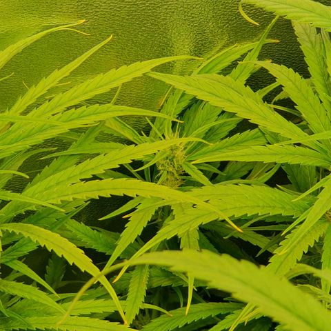 Highness  #2 growlog timeline photo