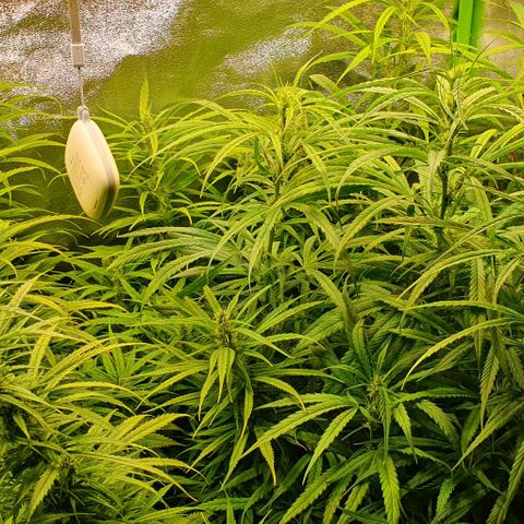 Highness  #2 growlog timeline photo