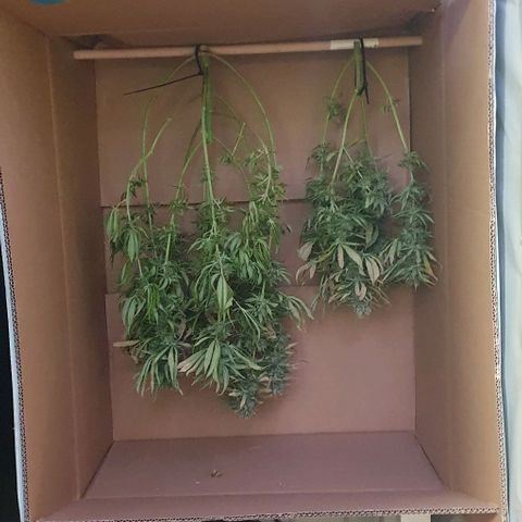 Highness  #2 growlog timeline photo
