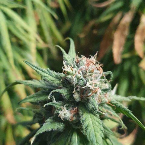 Highness  #2 growlog timeline photo
