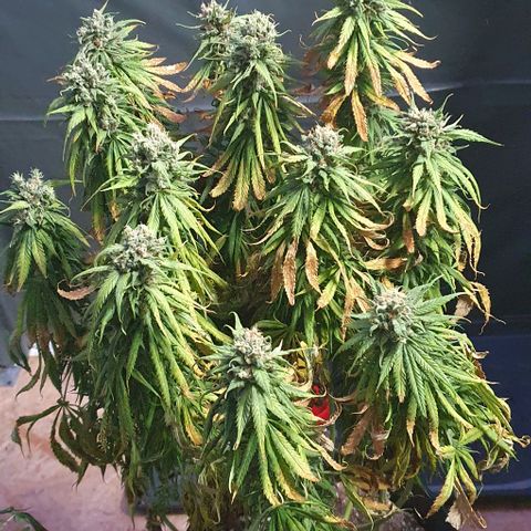 Highness  #2 growlog timeline photo