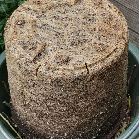 Highness  #2 growlog timeline photo