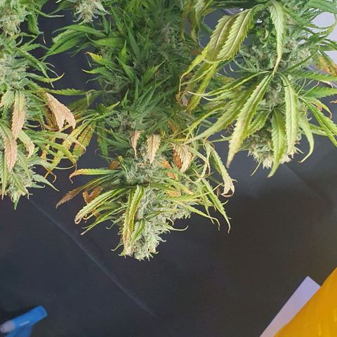 Highness  #2 growlog timeline photo