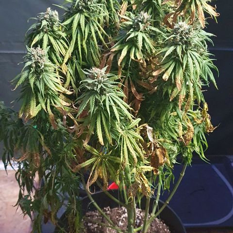 Highness  #2 growlog timeline photo