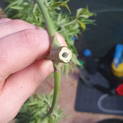 Highness  #2 growlog timeline photo