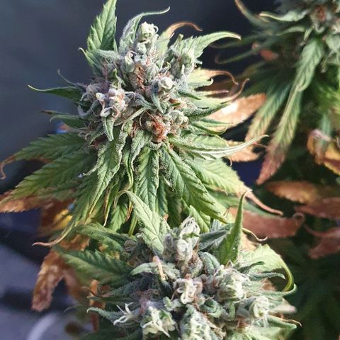 Highness  #2 growlog timeline photo