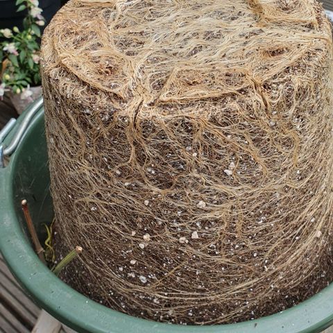Highness  #2 growlog timeline photo