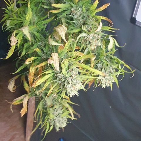 Highness  #2 growlog timeline photo