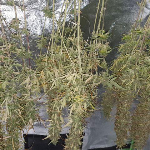 Highness  #2 growlog timeline photo