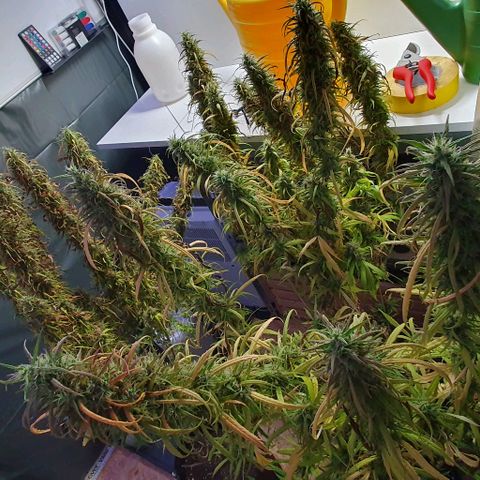 Highness  #2 growlog timeline photo