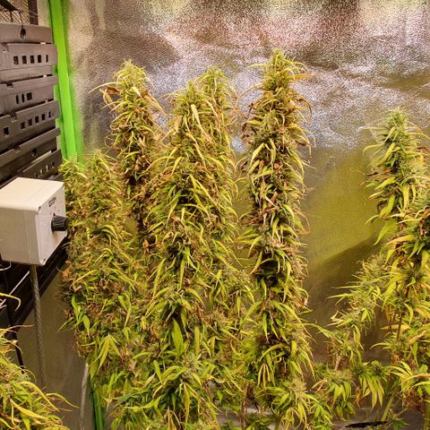 Highness  #2 growlog timeline photo