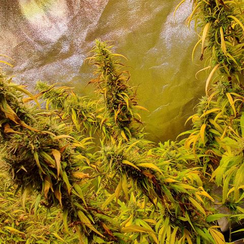Highness  #2 growlog timeline photo
