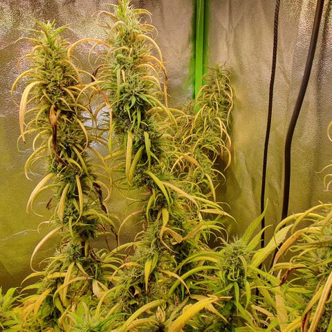 Highness  #2 growlog timeline photo