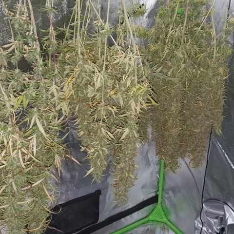 Highness  #2 growlog timeline photo