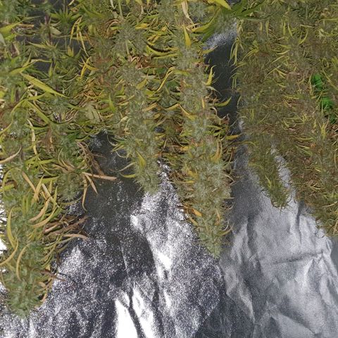 Highness  #2 growlog timeline photo