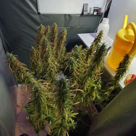 Highness  #2 growlog timeline photo