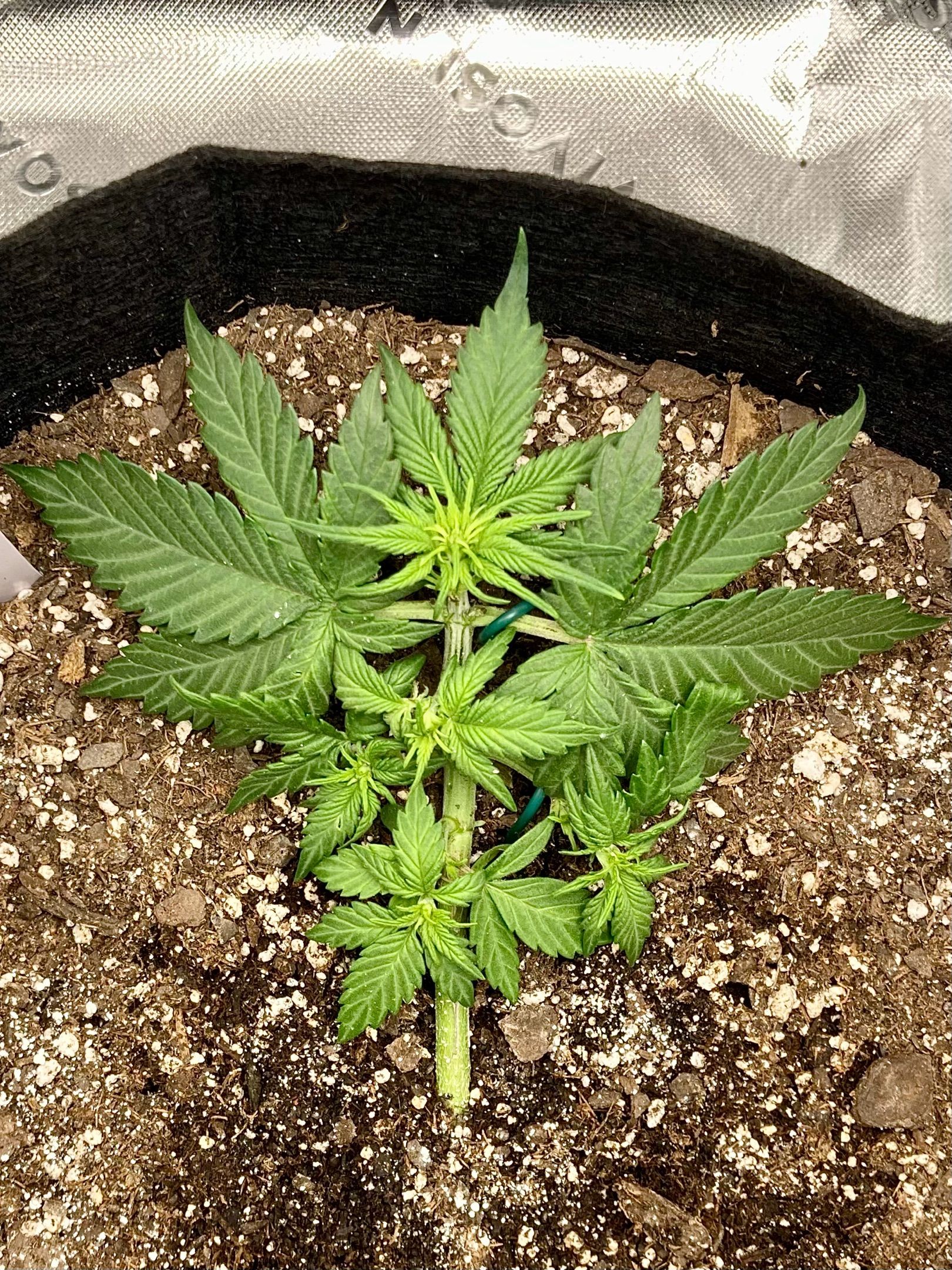 C4 Auto 2fast4buds growlog header