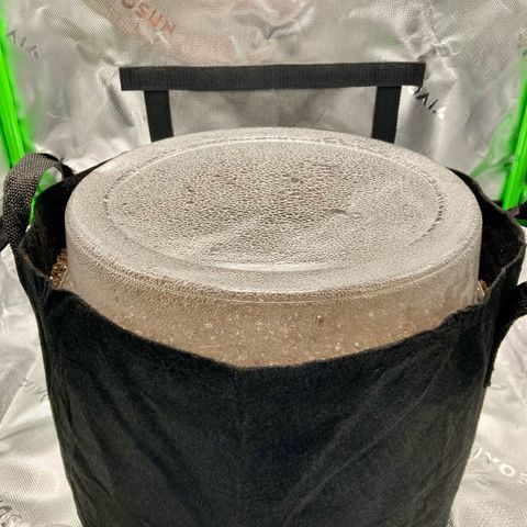 C4 Auto 2fast4buds growlog photo