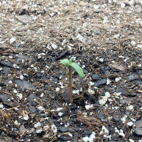 C4 Auto 2fast4buds growlog photo