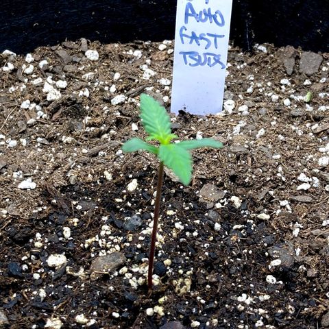 C4 Auto 2fast4buds growlog photo