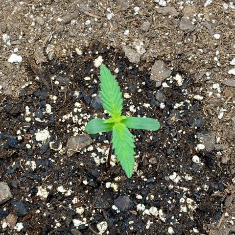 C4 Auto 2fast4buds growlog timeline photo