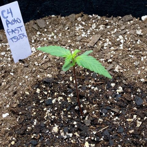 C4 Auto 2fast4buds growlog timeline photo