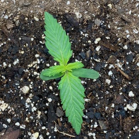 C4 Auto 2fast4buds growlog timeline photo