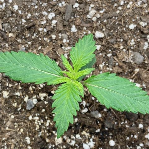C4 Auto 2fast4buds growlog timeline photo