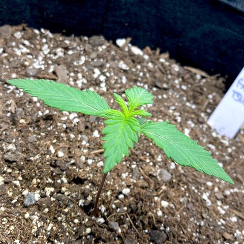 C4 Auto 2fast4buds growlog timeline photo