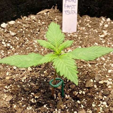 C4 Auto 2fast4buds growlog timeline photo