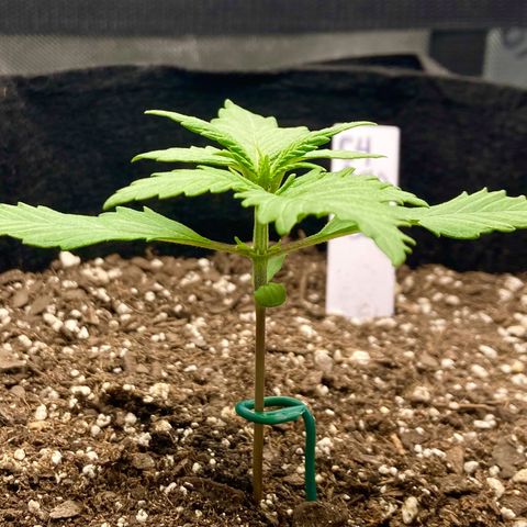 C4 Auto 2fast4buds growlog timeline photo