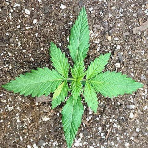 C4 Auto 2fast4buds growlog timeline photo
