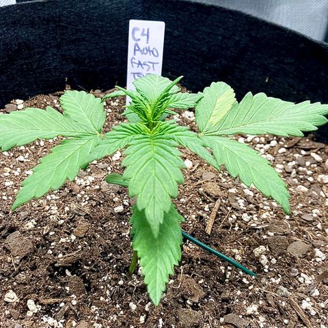 C4 Auto 2fast4buds growlog timeline photo