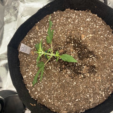 C4 Auto 2fast4buds growlog timeline photo