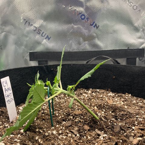 C4 Auto 2fast4buds growlog timeline photo